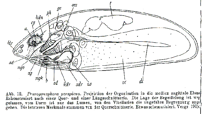 Prorogonophora perspicua