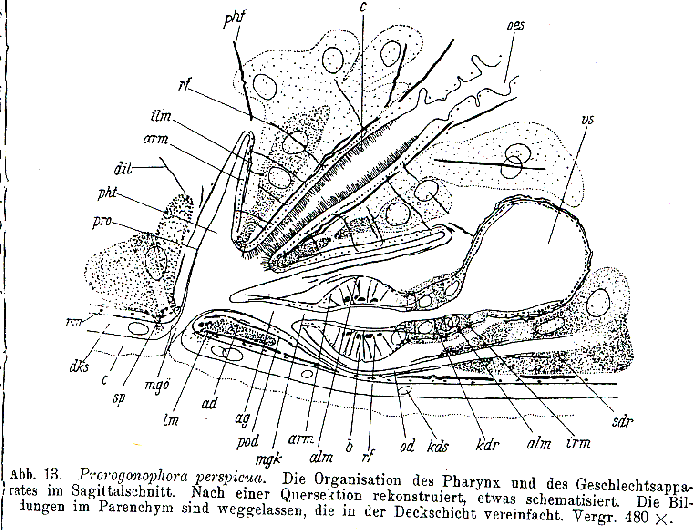 Prorogonophora perspicua