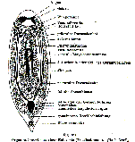 Pseudostomum