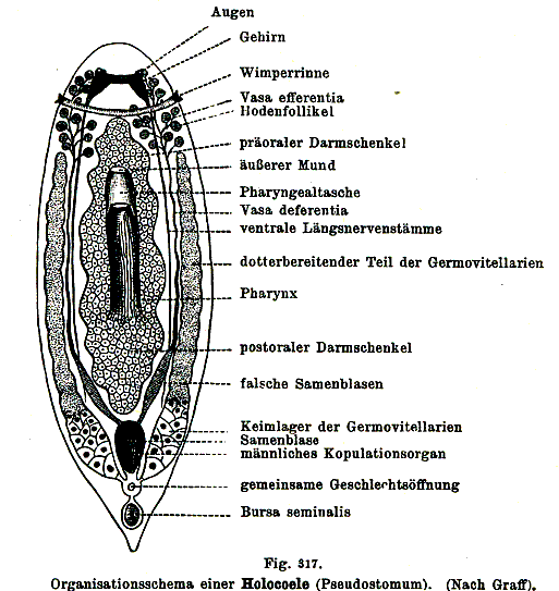 Pseudostomum