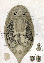 Pseudostomum quadrioculatum