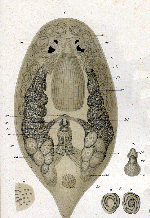 Pseudostomum quadrioculatum