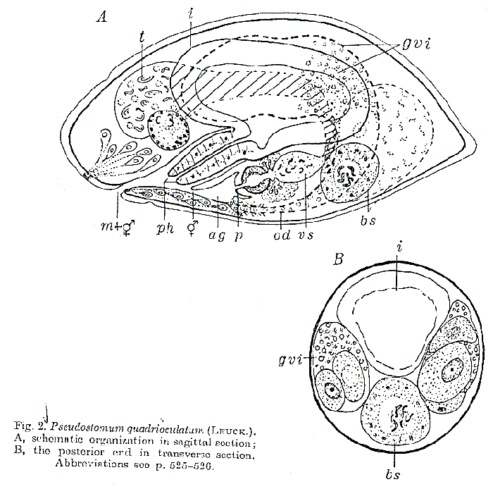 Pseudostomum quadrioculatum