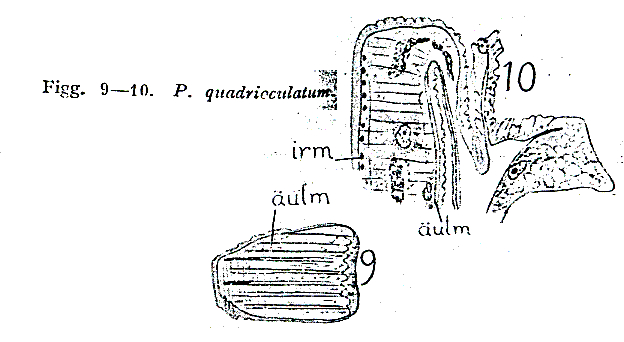 Pseudostomum quadrioculatum