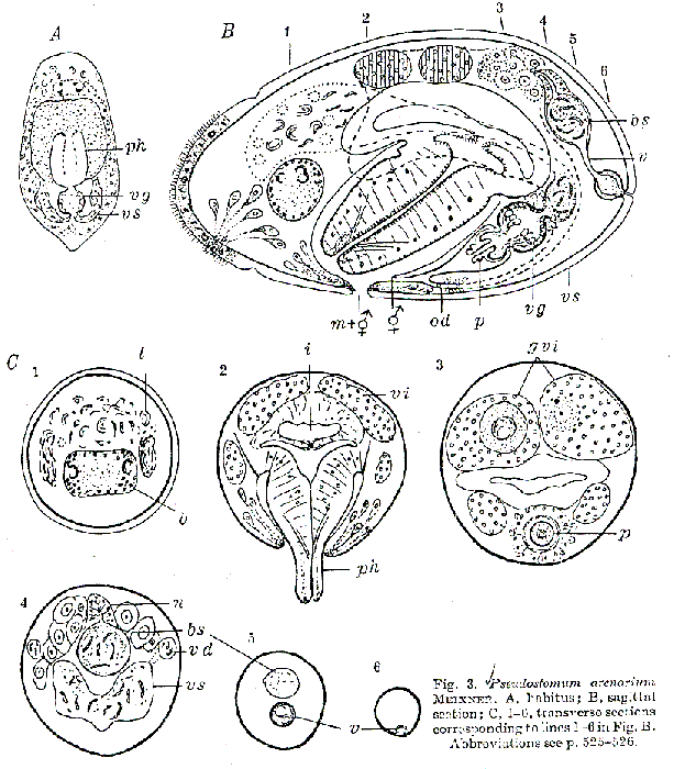 Pseudostomum arenarium