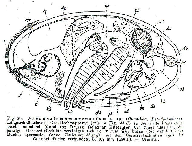 Pseudostomum arenarium