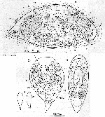 Pseudostomum californicum