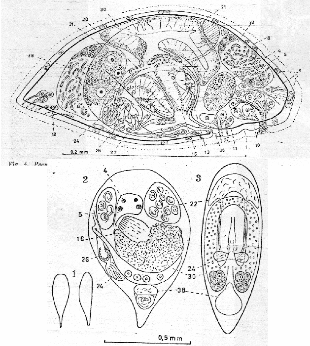 Pseudostomum californicum