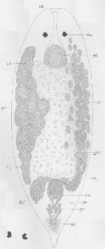 Pseudostomum dubium