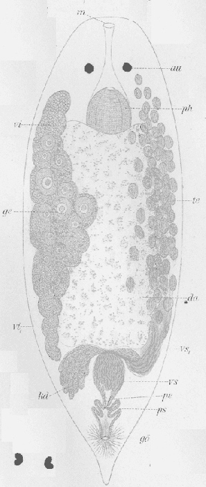 Pseudostomum dubium