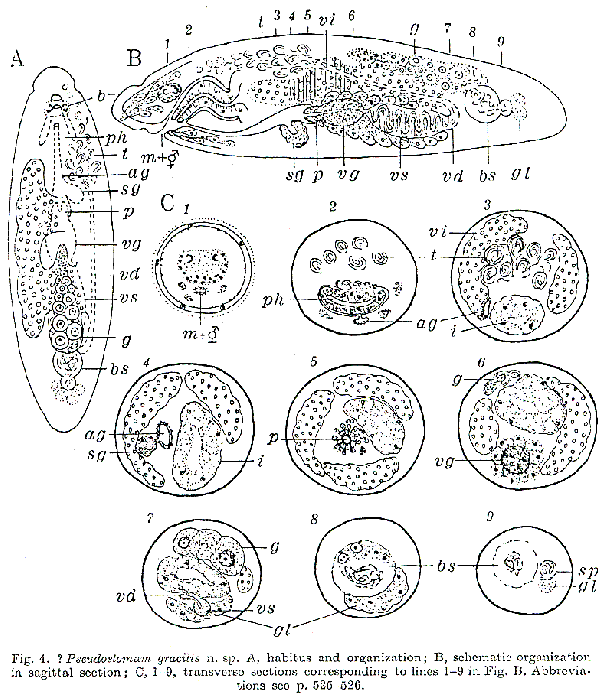 Pseudostomum gracilis