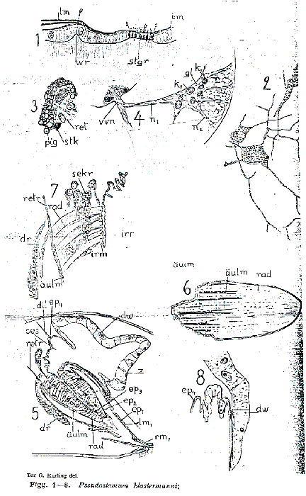 Pseudostomum klostermanni