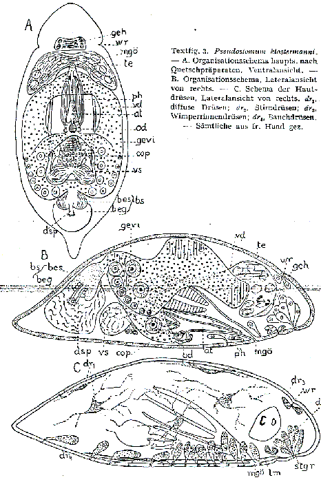 Pseudostomum klostermanni