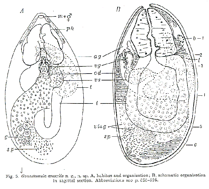 Gonostomula anocelis