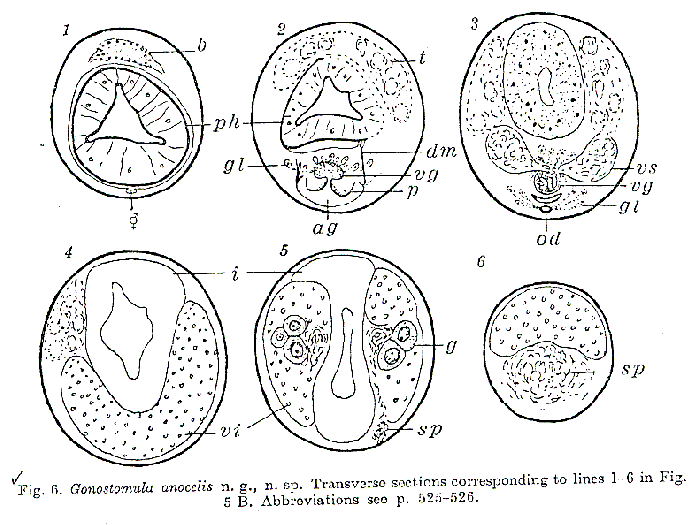 Gonostomula anocelis