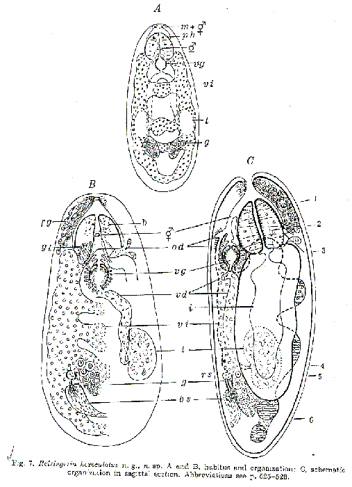 Reisingeria hexoculatus