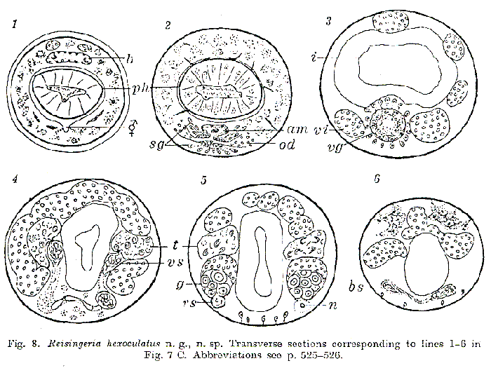 Reisingeria hexoculatus