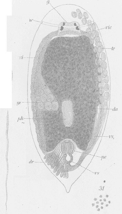 Cylindrostoma fingalianum