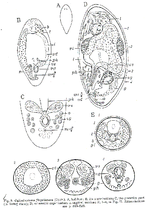 Cylindrostoma fingalianum