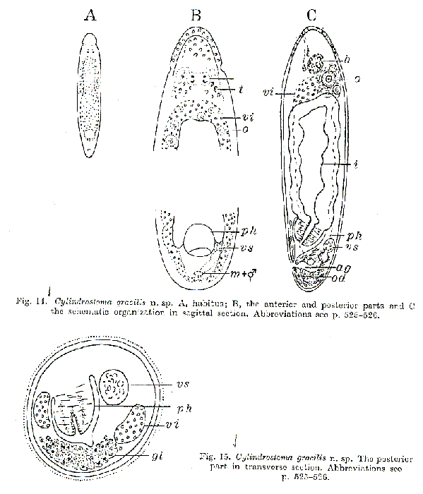 Cylindrostoma gracilis