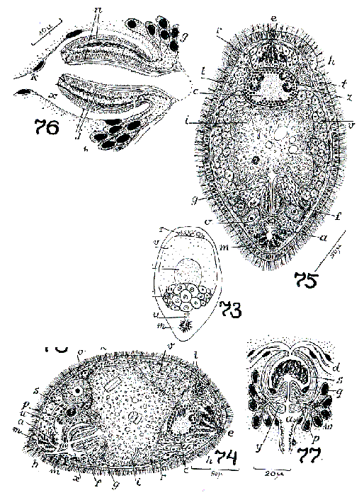 Cylindrostoma ibeenum