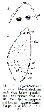 Cylindrostoma luridum