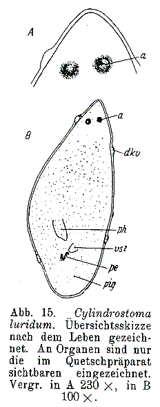 Cylindrostoma luridum