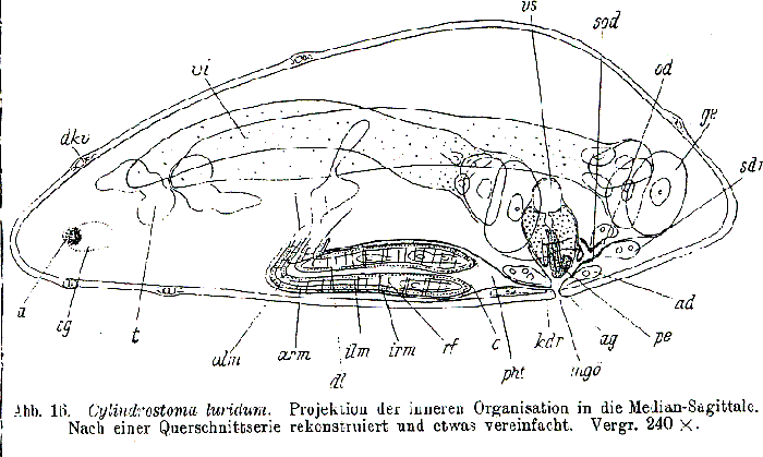 Cylindrostoma luridum