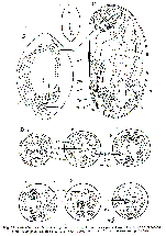 Cylindrostoma lutheri