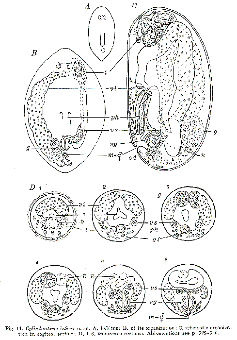 Cylindrostoma lutheri