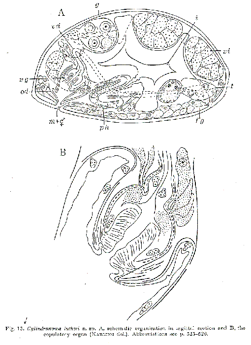 Cylindrostoma lutheri