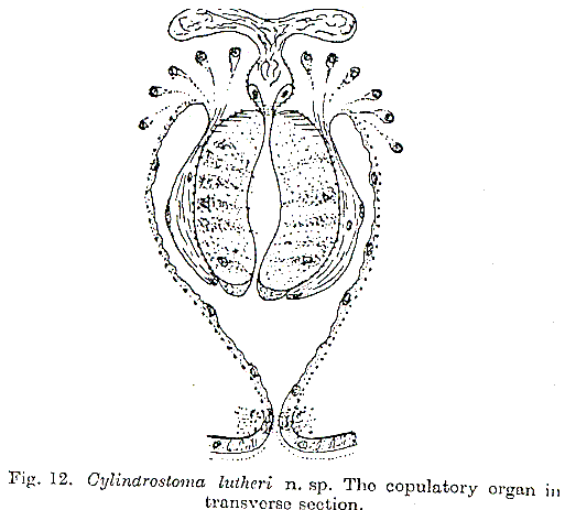 Cylindrostoma lutheri