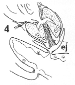 Cylindrostoma micropharynx