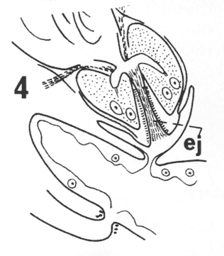 Cylindrostoma micropharynx