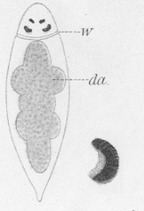 Cylindrostoma monotrochum