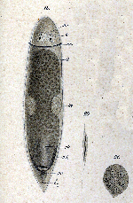 Cylindrostoma monotrochum