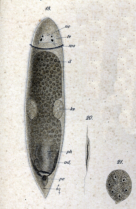 Cylindrostoma monotrochum