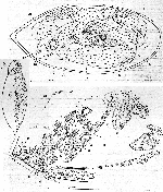 Cylindrostoma monotrochum