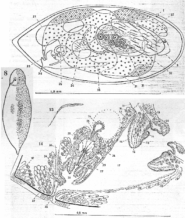 Cylindrostoma monotrochum