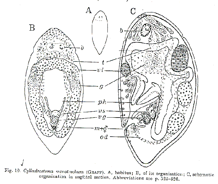 Cylindrostoma monotrochum