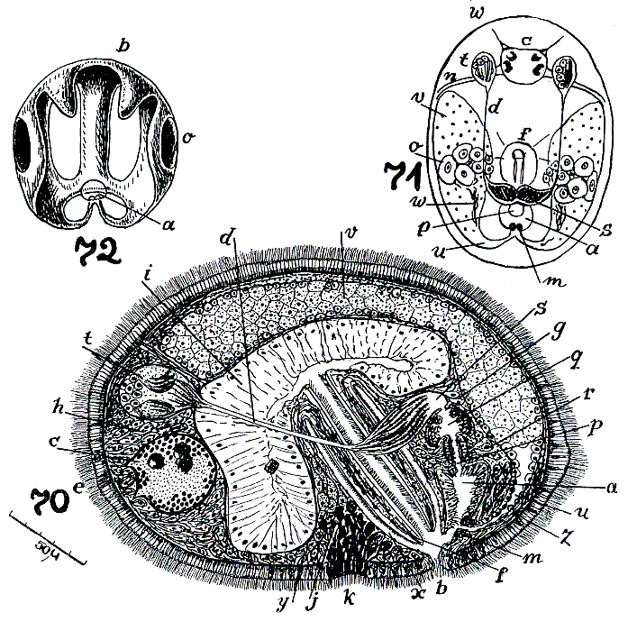 Cylindrostoma netsicum