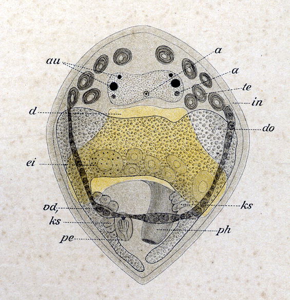 Cylindrostoma pleiocelis