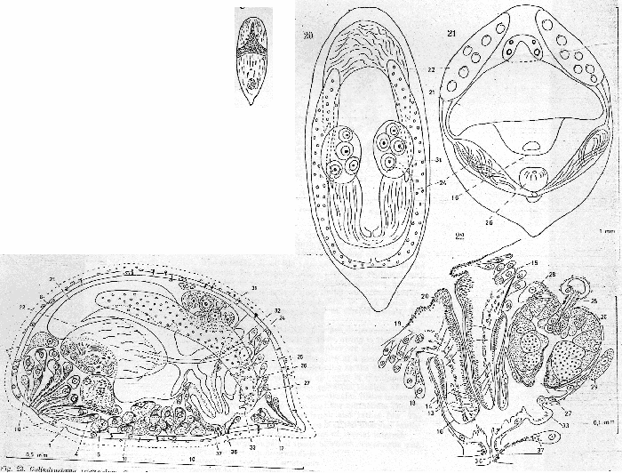 Cylindrostoma triangulum