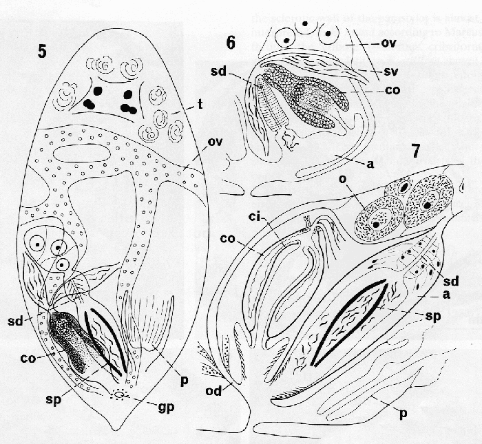 Monoophorum tubiferum