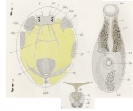 Cylindrostoma zooxanthella