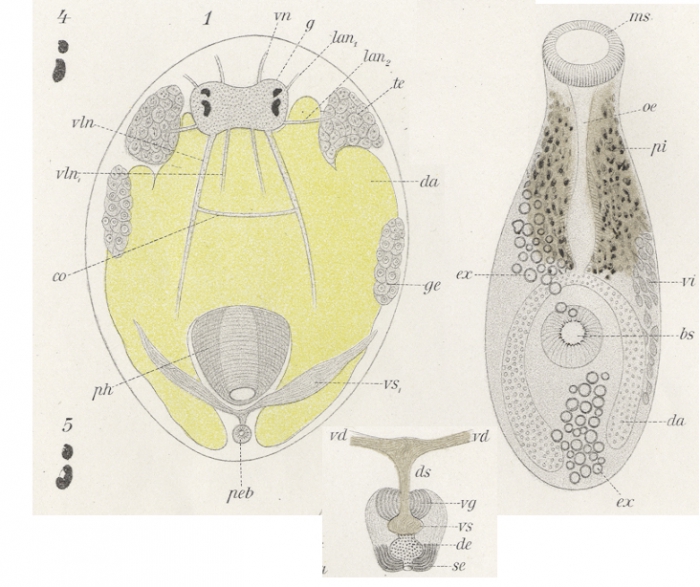 Cylindrostoma zooxanthella