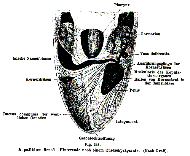 Allostoma pallidum