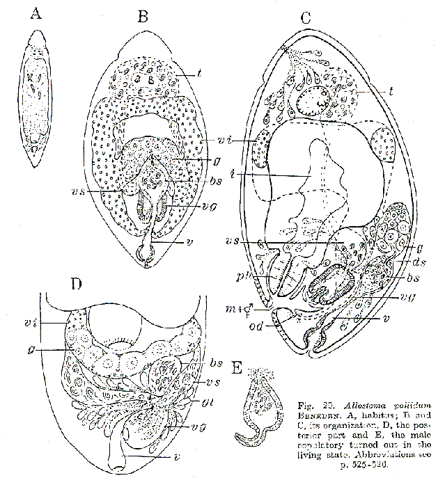 Allostoma pallidum