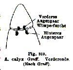 Allostoma calyx