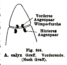 Allostoma calyx